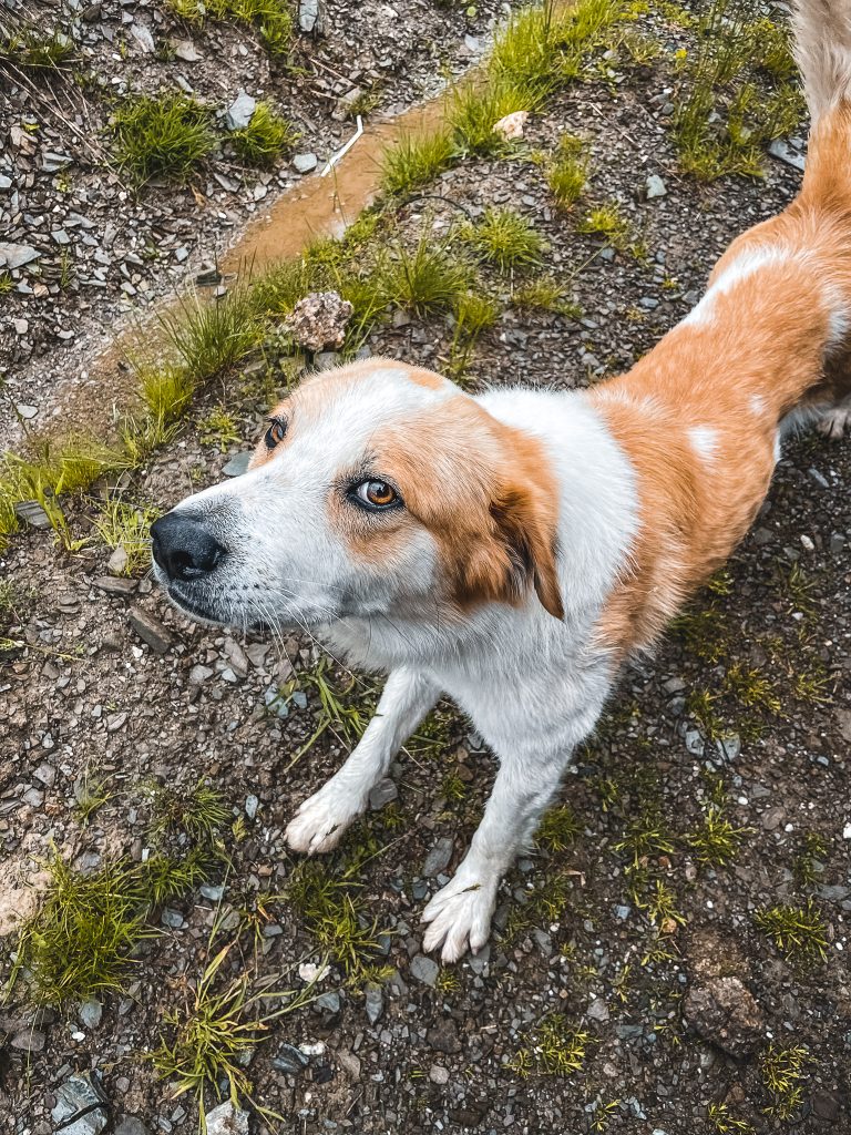montenegro-prokletije-hund