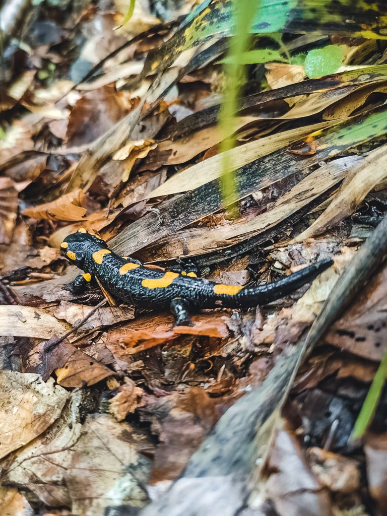 montenegro-prokletije-feuersalamander