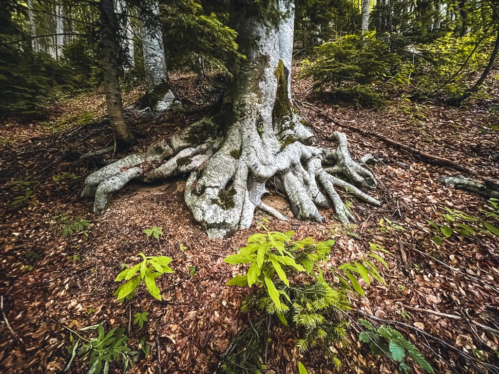 montenegro-prokletije-regenwald-wandern