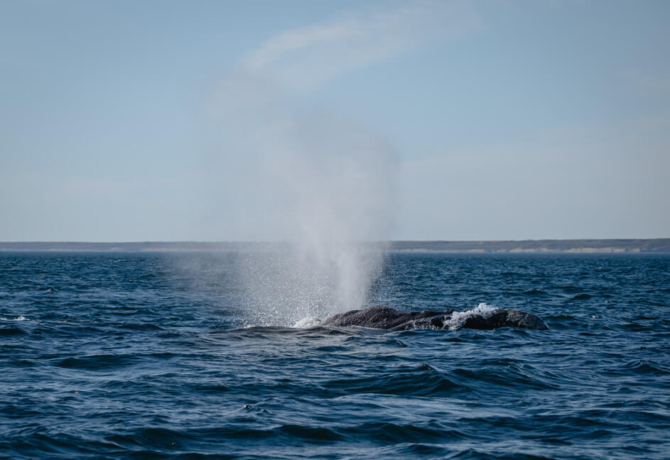 Blas - das Ausatmen eines Südkarper Wals