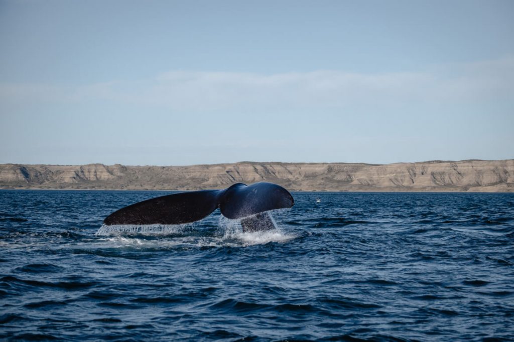 Walflosse bei der Walbeobachtung im Naturreservat Valdés