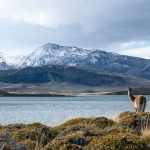 Ein Guanaco Steht Auf Einem Huegel Mit Blick Auf Einen See Und Schneebedeckte Berge