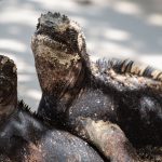Meerechse In Der Naehe Eines Felsen In Den Galapagos Inseln