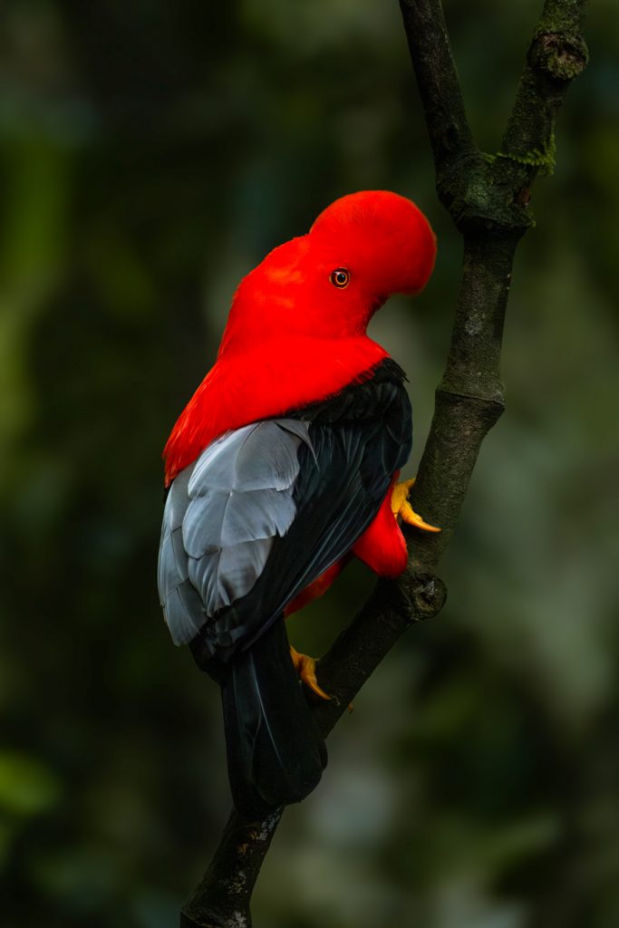 Andenfelsenhahn Jardin Reserva Natural Jardin de Rocas