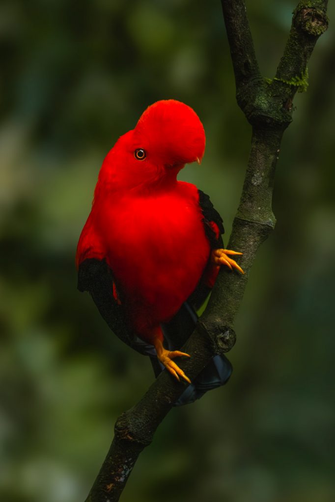 Andenfelsenhahn Jardin im Reserva Natural Jardin de Rocas