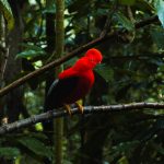 Andenfelsenhahn Kolumbien Jardin de Antioquia