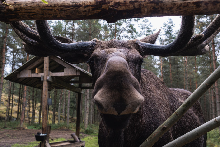 Elch auf der Dalsland Moose Ranch Schweden