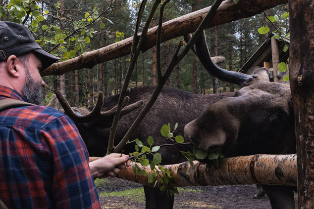 Elche füttern Dalsland Moose Ranch Schweden
